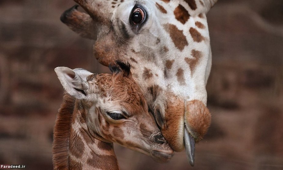 مادر و فرزند در باغ وحش چستر