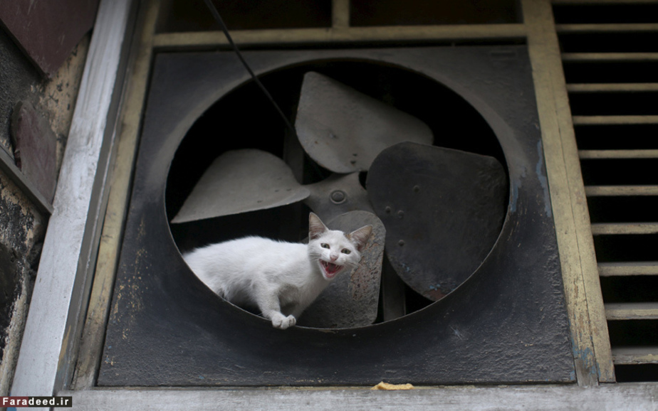 گربه‌ای کنار پره‌های یک فن قدیمی در مرکز شهر هاوانا