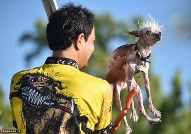 «رسکال» هم از نژاد سگ کاکل‌دار چینی است.