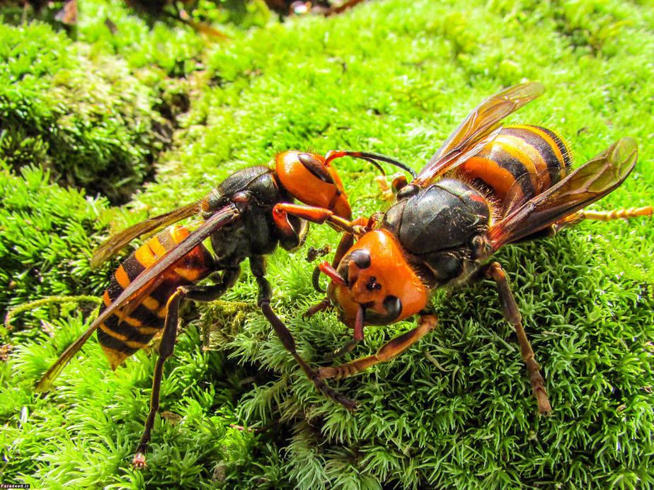 زنبورهای سرخ ژاپنی مخوف‌ترین شکارچیان حشرات