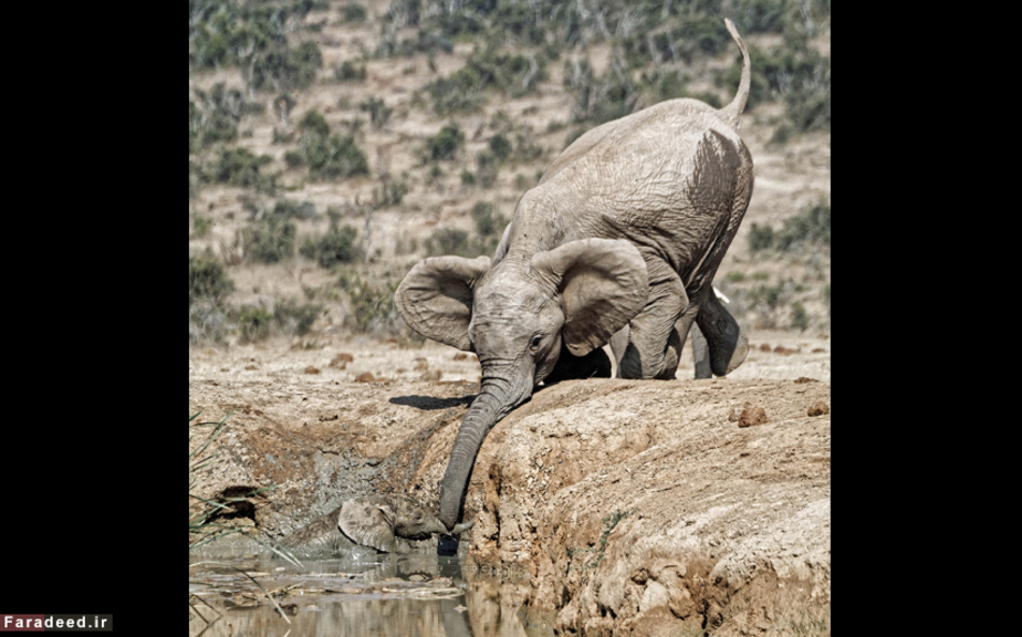 تلاش فیل مادر برای بیرون کشیدن بچهاش در پارک ملی فیلها؛ کیپ شرقی، آفریقای جنوبی Caters/