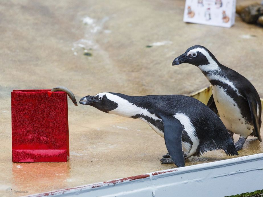 ماهی غذای کریسمس پنگوئنها.آلمان