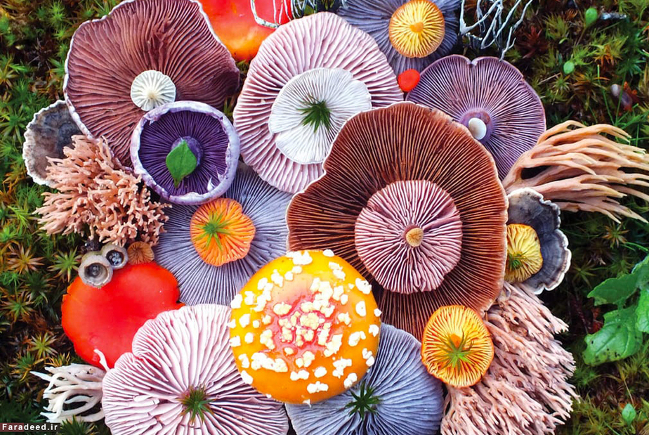 قارچ‌های جادویی در جزایر دریای سالیش بین بریتیش کلمبیا و واشنگتن