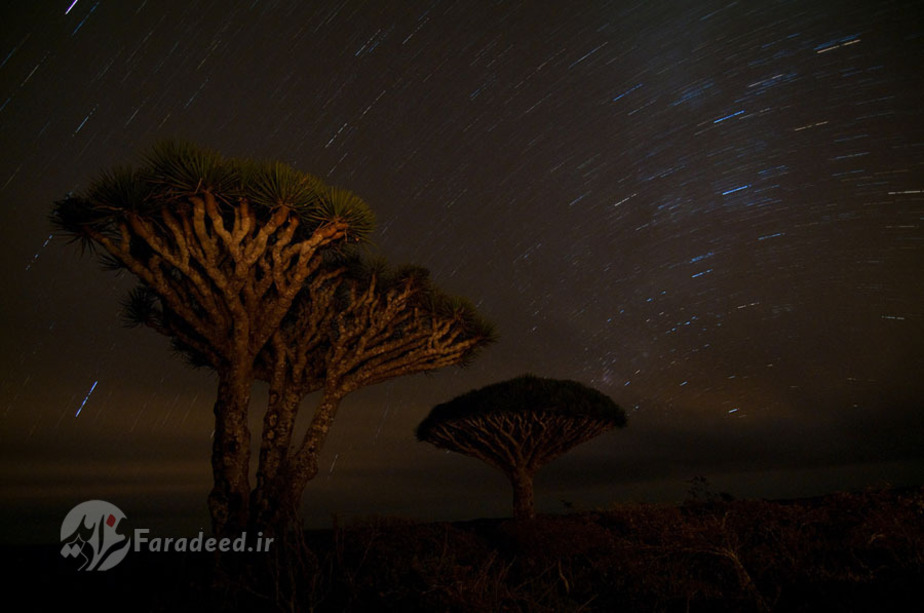 نمایی از درختان در شب