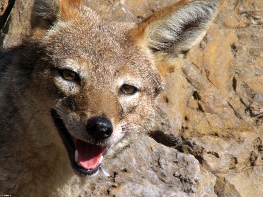 شغال در خلیج بیکر نامیبیا