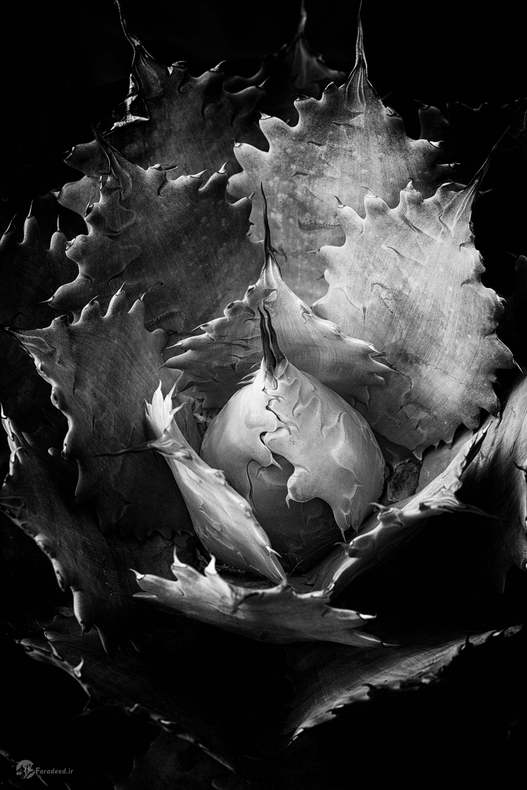 مارک شریدان، آگوا، پورلتند، اورگون، آمریکا 