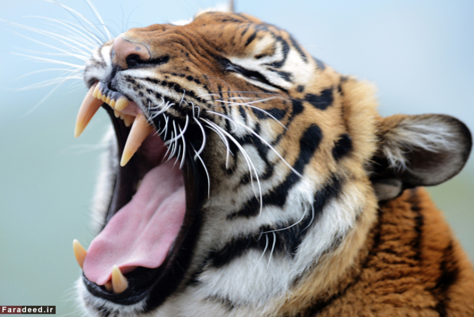 خمیازه ببر در محوطه خود در باغوحش جمهوری چک