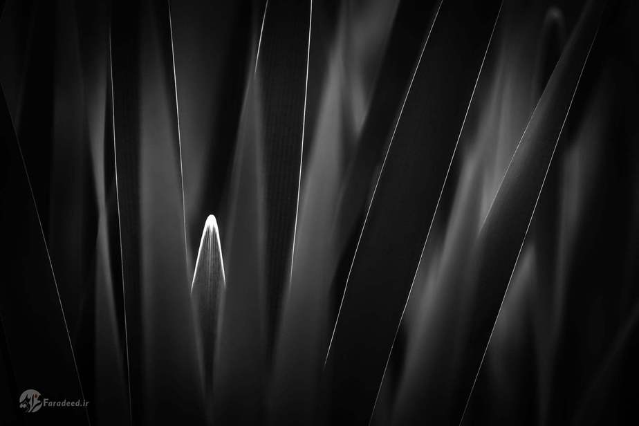 نورتج راسل، انتخاب، هلند 