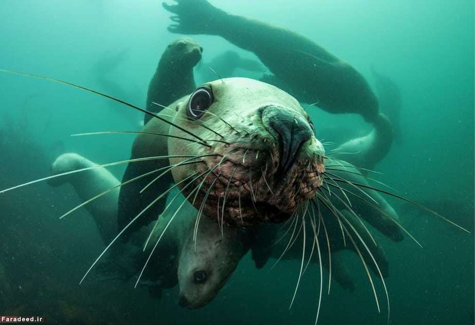 شنای شیرهای دریایی در روسیه