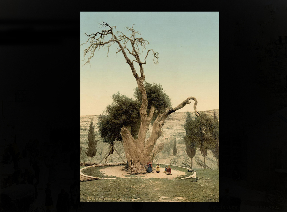 درخت بلوط در شهر حبرون