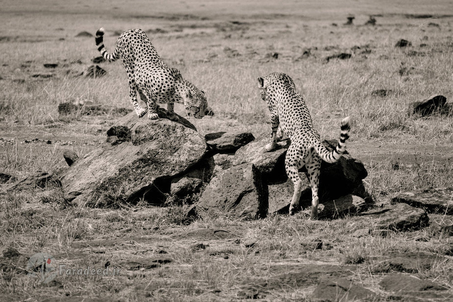 دو چیتای برادر در کمین برای شکار 