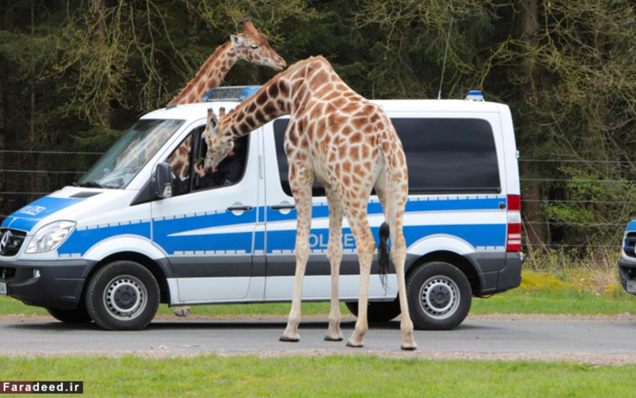 زرافه کنار ون پلیس در پارک حیات وحش؛ Hodenhagen، آلمان