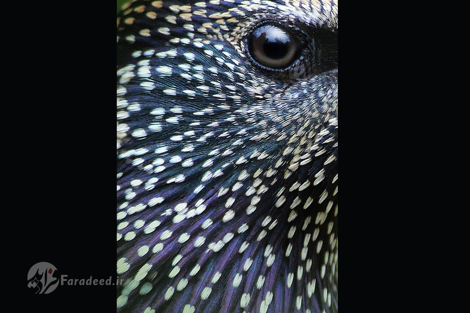 جایزه نقره توجه به جزئیات؛ سار اثر مارتین گریس از انگلیس