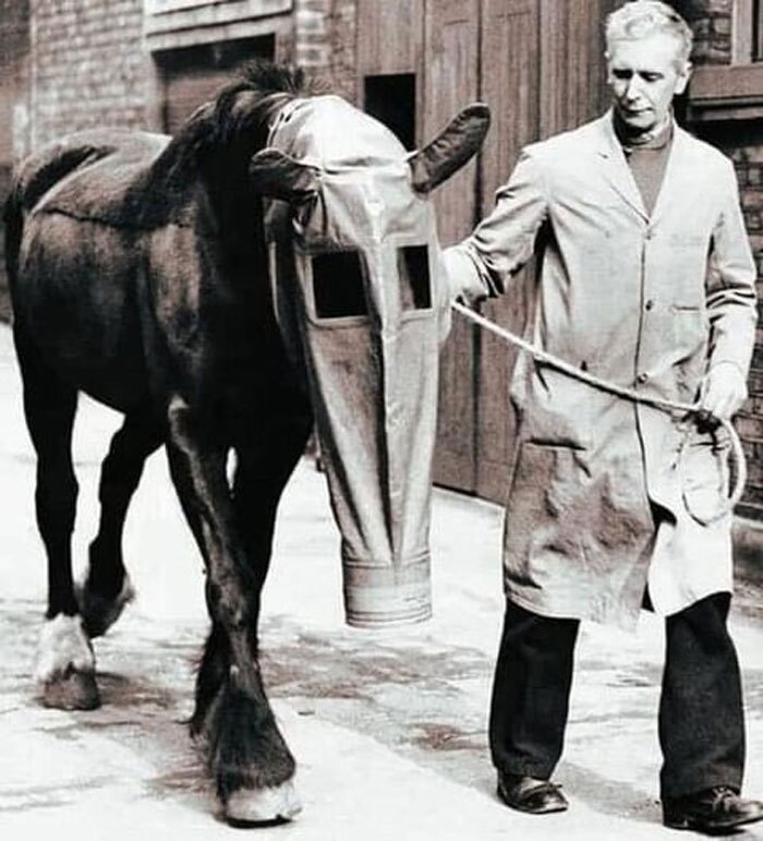 ماسک ضد گاز اسب