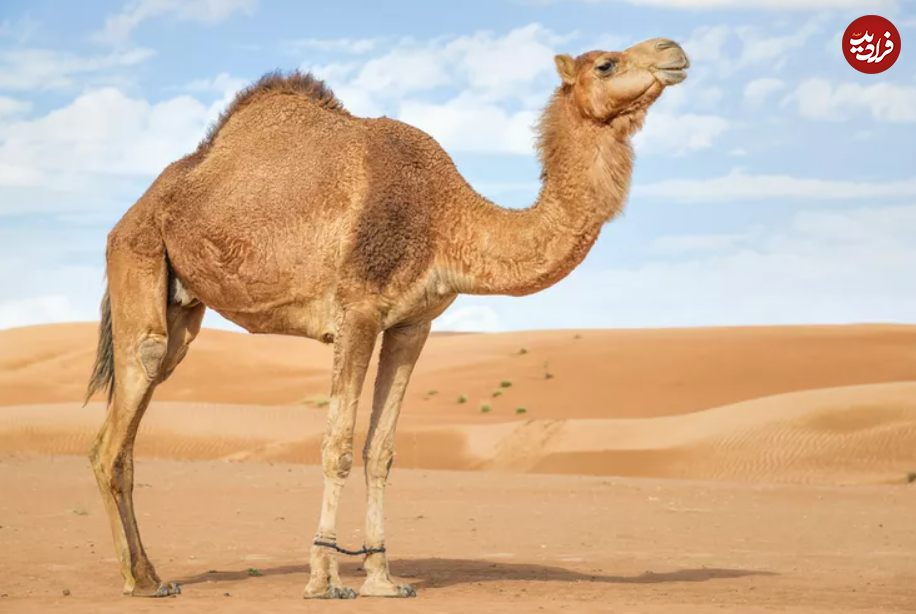 شتر