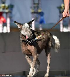 صاحب «رِگی» او را به داوران نشان می‌دهد.