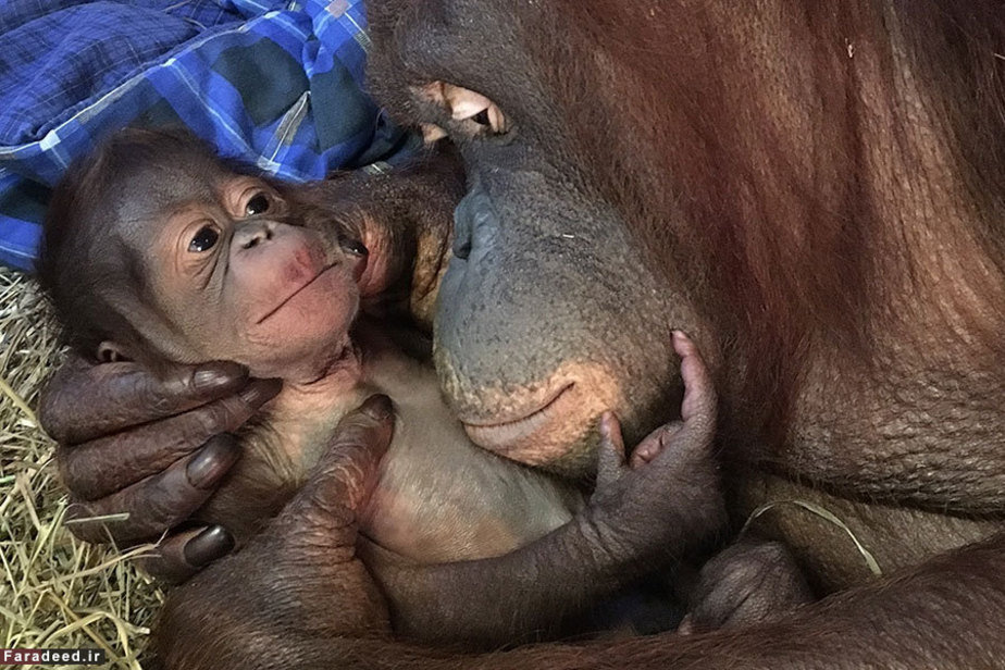 مادر و فرزند در باغ وحش اسمیتسونیان در واشنگتن