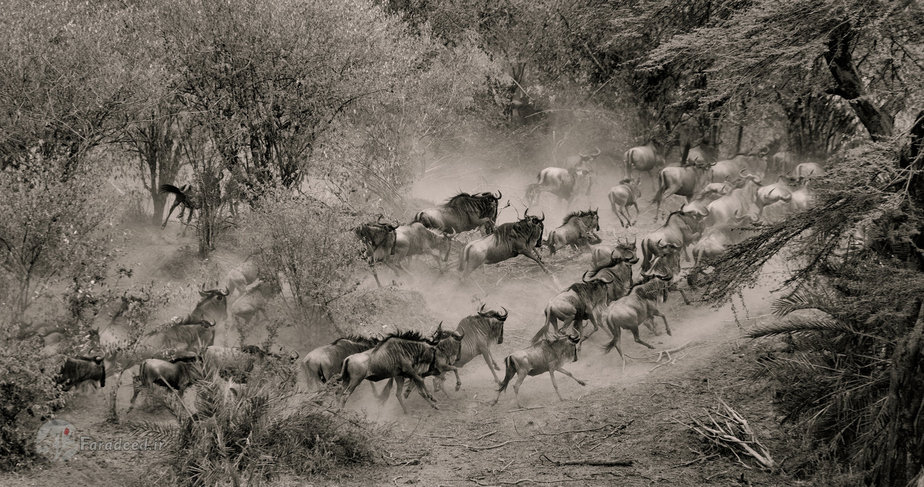 کل‌های یالدار از ترس فرار می‌کنند 