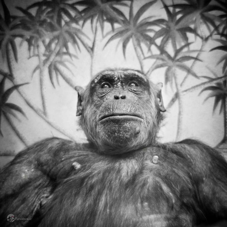 هایدی: شامپانزهای در باغ وحش هیدلبرگ در آلمان