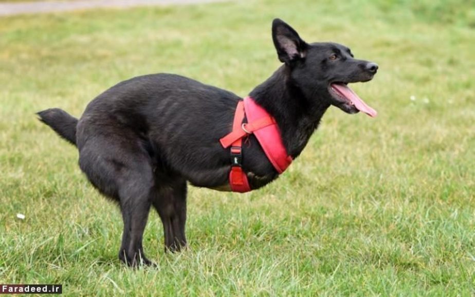 سگی که دو پای جلوش قطع شده بود در تحول عجیب یاد گرفته است با دو پای عقبی خود شبیه کانگورو راه برود