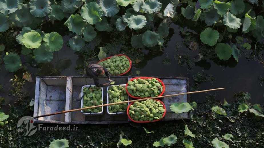برداشت گیاه لوتوس در روستای 
