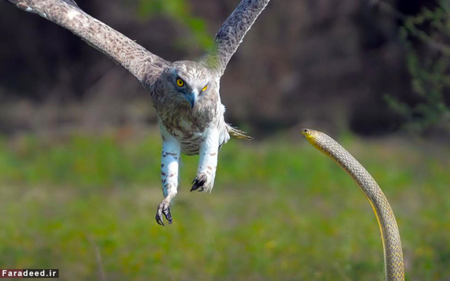 لحظه رویارویی عقاب و مار کبرا؛ بنگلور، هند