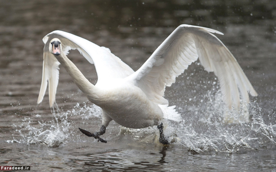 قویی زیبا در دریاچه‌ای در هامبورگ