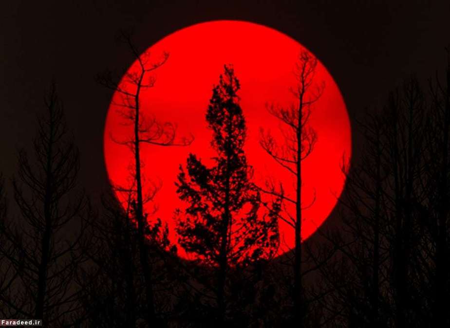 درختان سوخته هنگام غروب خورشید در بریتیش کلمبیا