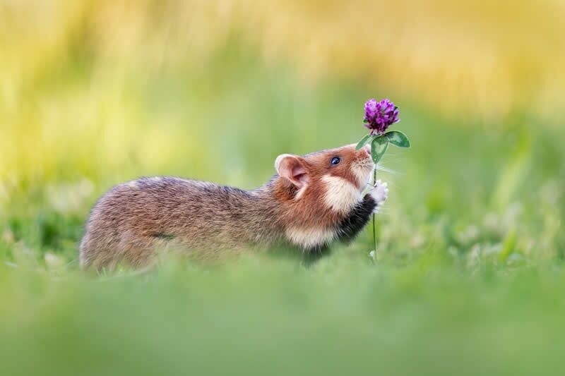 شاهکارهای عکاسی در مسابقۀ «عکاس باغ» سال ۲۰۲۶